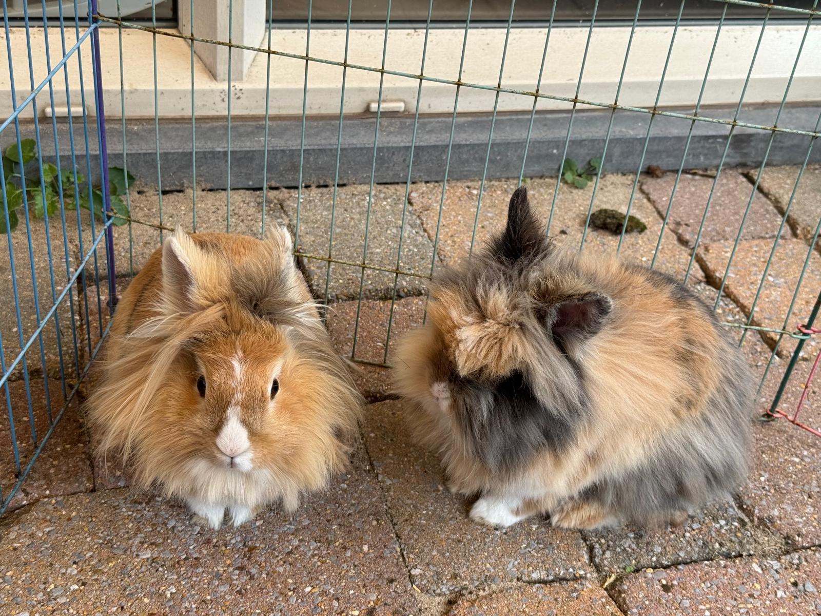 Konijnen, Dieren en Toebehoren, Konijnen, Meerdere dieren
