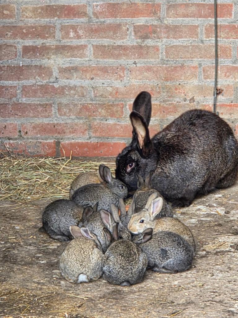 Nestje vlaamsereus  x duitsereus, Dieren en Toebehoren, Meerdere dieren, Groot