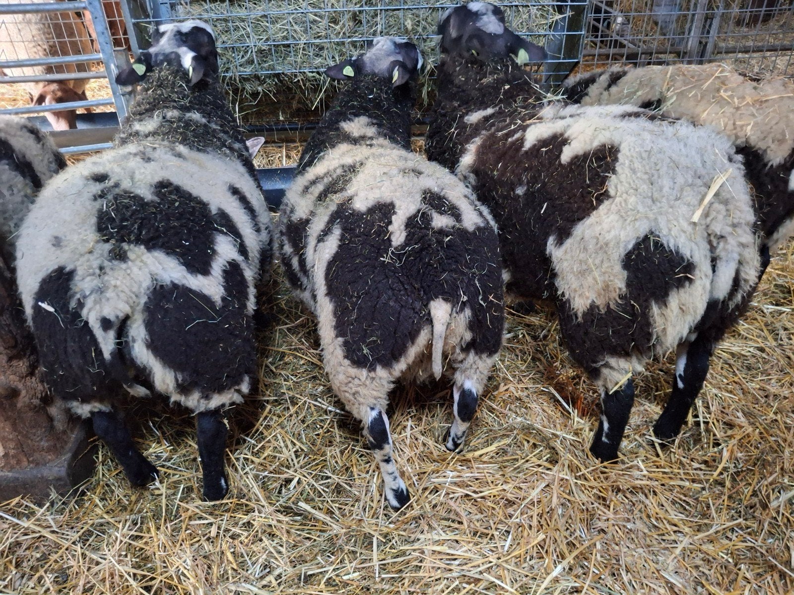 3 bonte rammen van feb./ mrt., Dieren en Toebehoren, Schapen, Geiten en Varkens, Mannelijk, Schaap