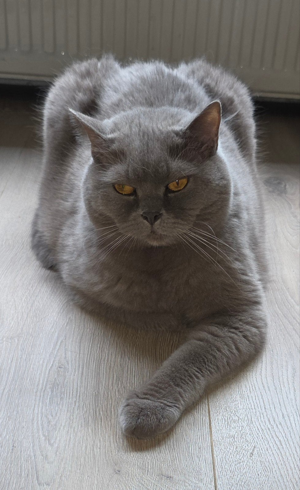 Lieve Britse Korthaar, Kater, Gechipt, 6 jaar of ouder