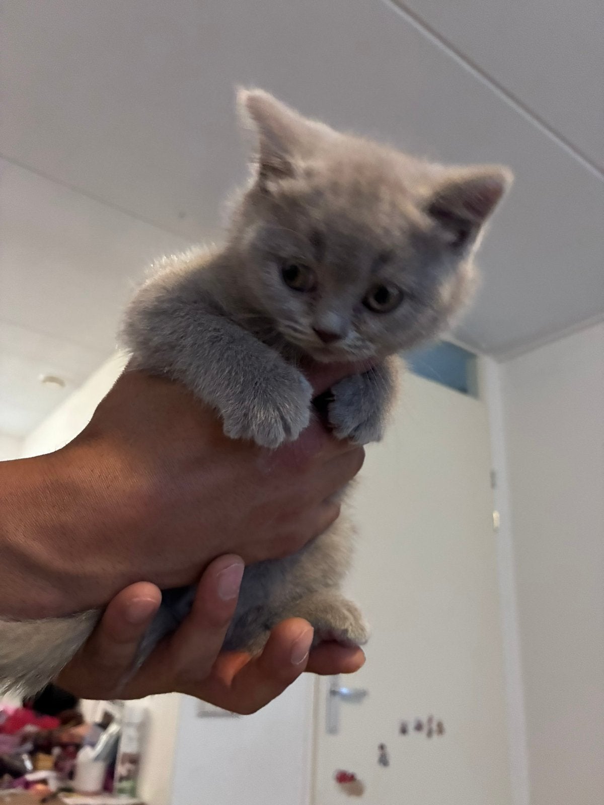 schattige britse korthaar kittens te koop!, Dieren en Toebehoren, Meerdere dieren