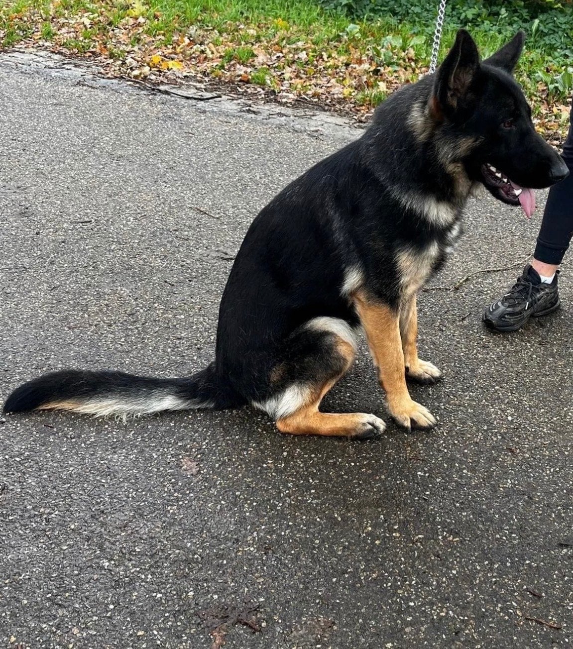 2 Duitse herders, Dieren en Toebehoren, CDV (hondenziekte), Meerdere, Meerdere dieren, 3 tot 5 jaar