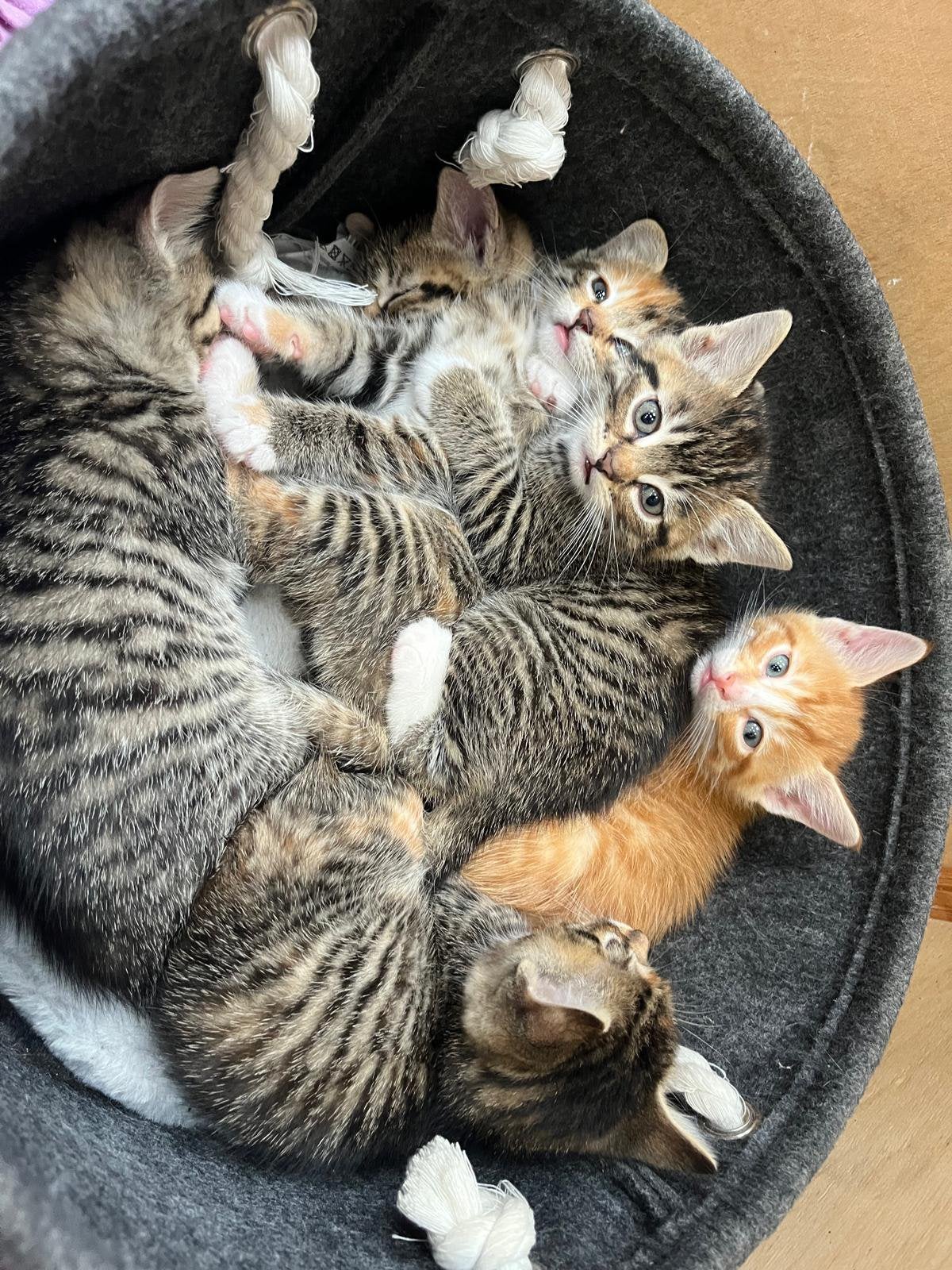 Kittens, Meerdere dieren