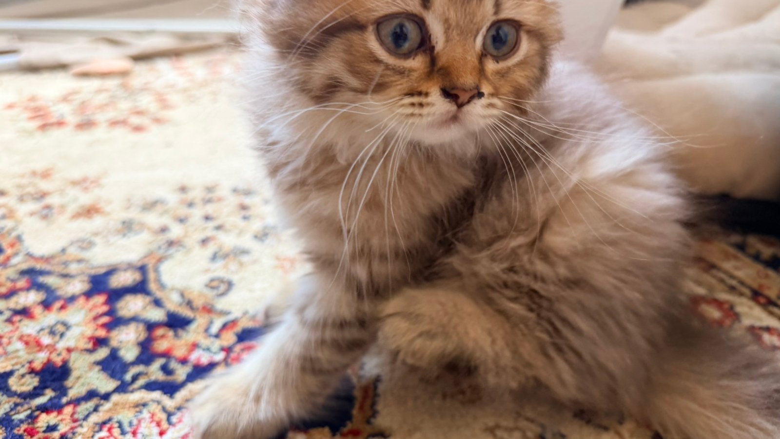Britse Langhaar kittens, Dieren en Toebehoren, Katten en Kittens | Overige Katten, Meerdere dieren