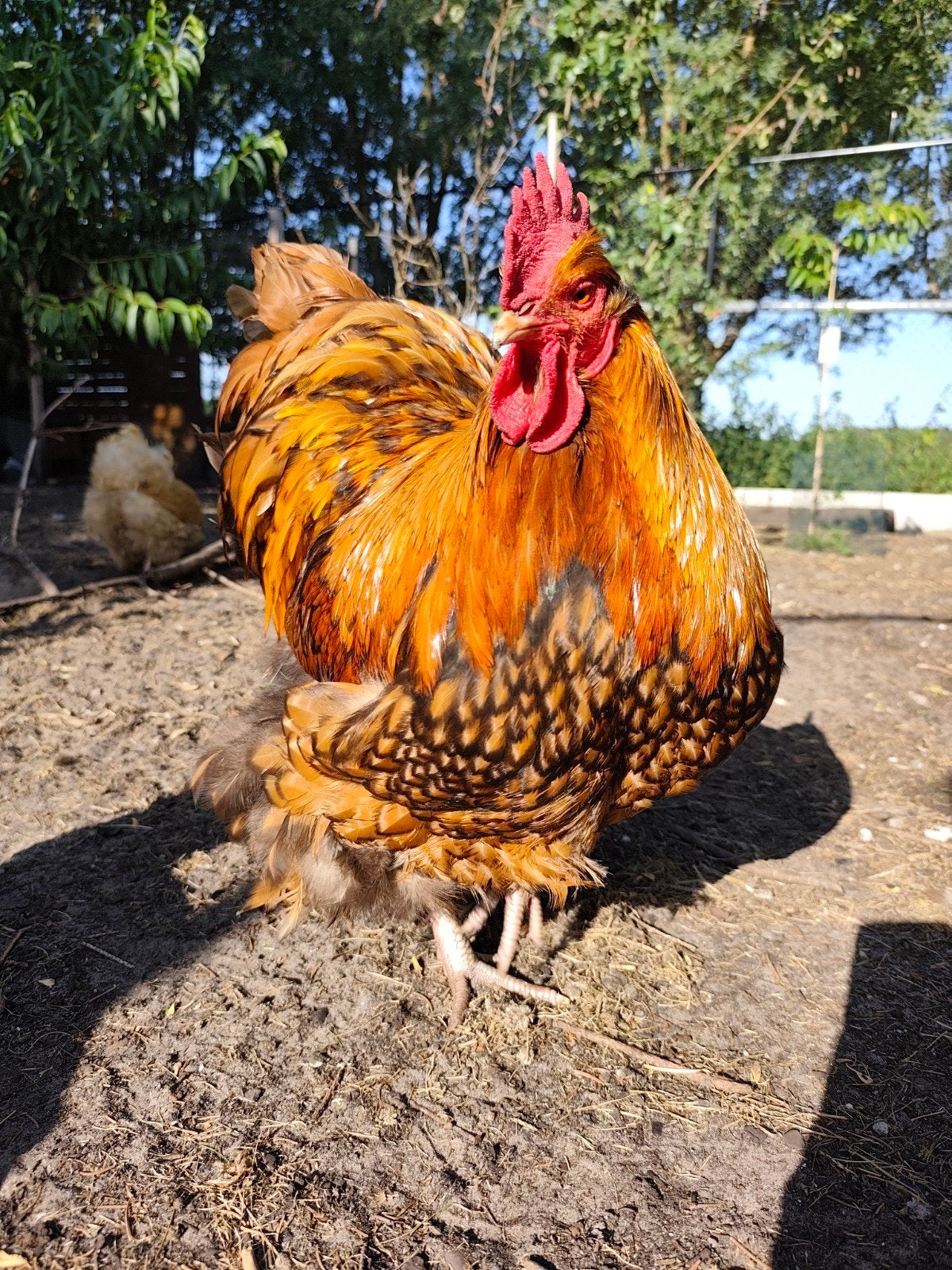 orpington goudgezoomd, Mannelijk, Kip