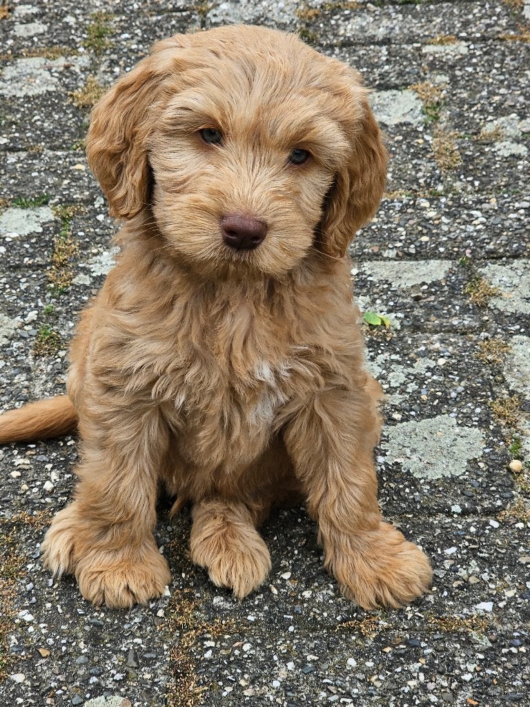 Super mooie Australian Labradoodle pups uit geteste ouders., Dieren en Toebehoren, Parvo, Nederland, Overige rassen, 8 tot 15 weken