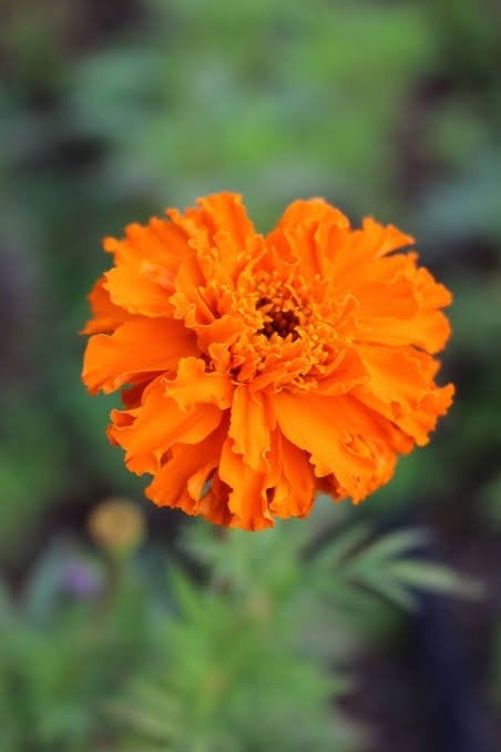 Oranje Afrikaantje / Tagetes Zaden, Ophalen of Verzenden, Voorjaar, Volle zon, Zaad