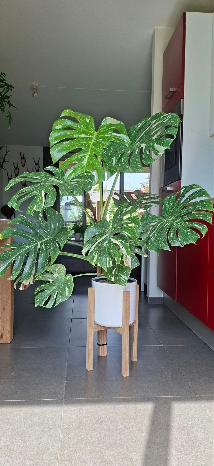 XXL Monstera Thai Constellation - Prachtige Kamerplant, Huis en Inrichting, Kamerplanten, Ophalen, 100 tot 150 cm, Overige soorten