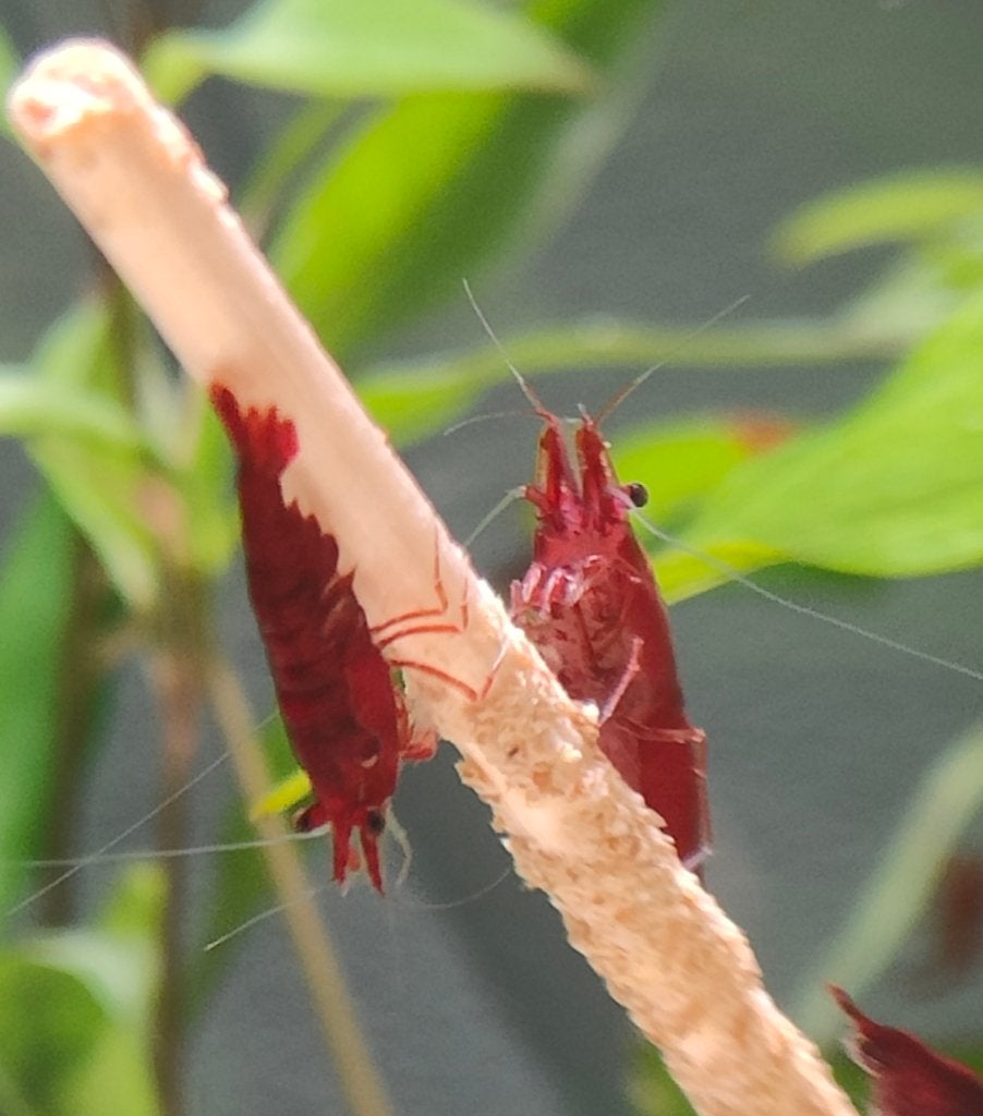 Neo Caridina Bloody Mary garnalen, Dieren en Toebehoren, Kreeft, Krab of Garnaal, Zoetwatervis