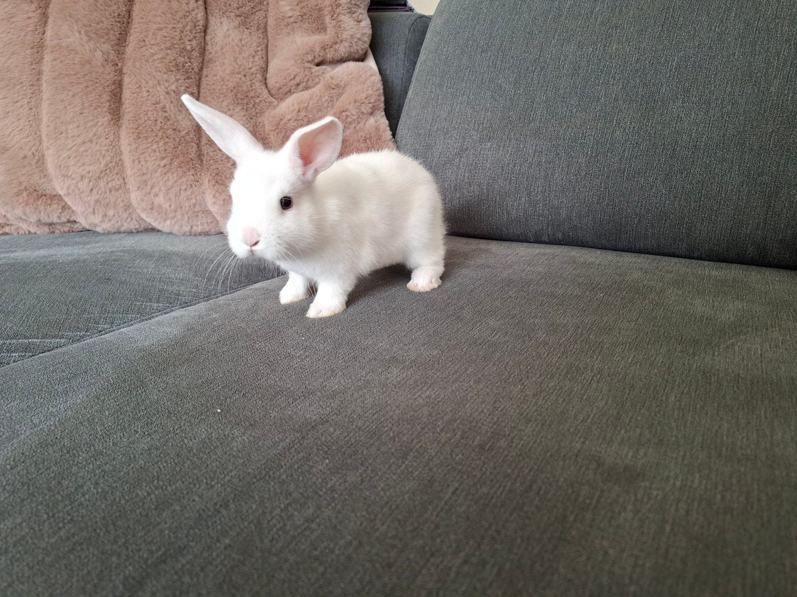 Baby konijntjes te koop | witte vacht, Meerdere dieren, Klein, 0 tot 2 jaar