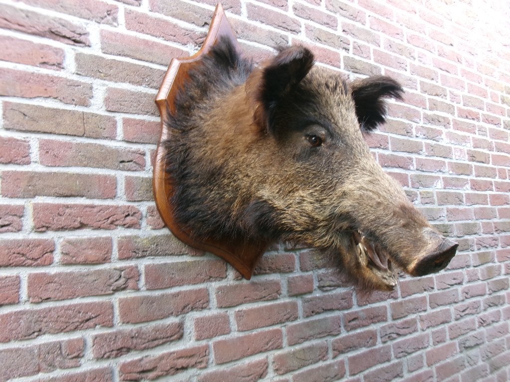 Schitterend groot opgezet wild zwijn uit Frankrijk, Ophalen of Verzenden, Zo goed als nieuw, Wild dier, Opgezet dier