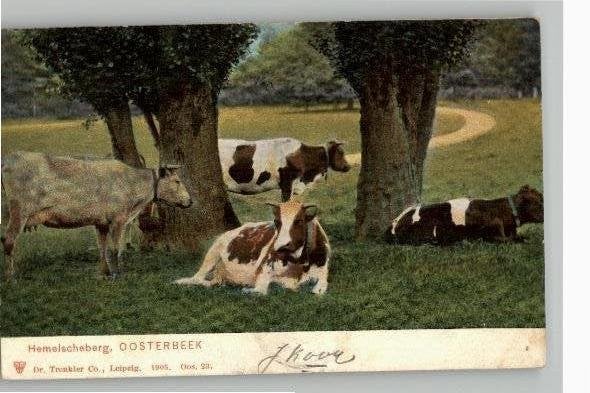 Oosterbeek Koeien op de Hemelscheberg st 1906, Verzenden, Voor 1920, Gelopen, Gelderland