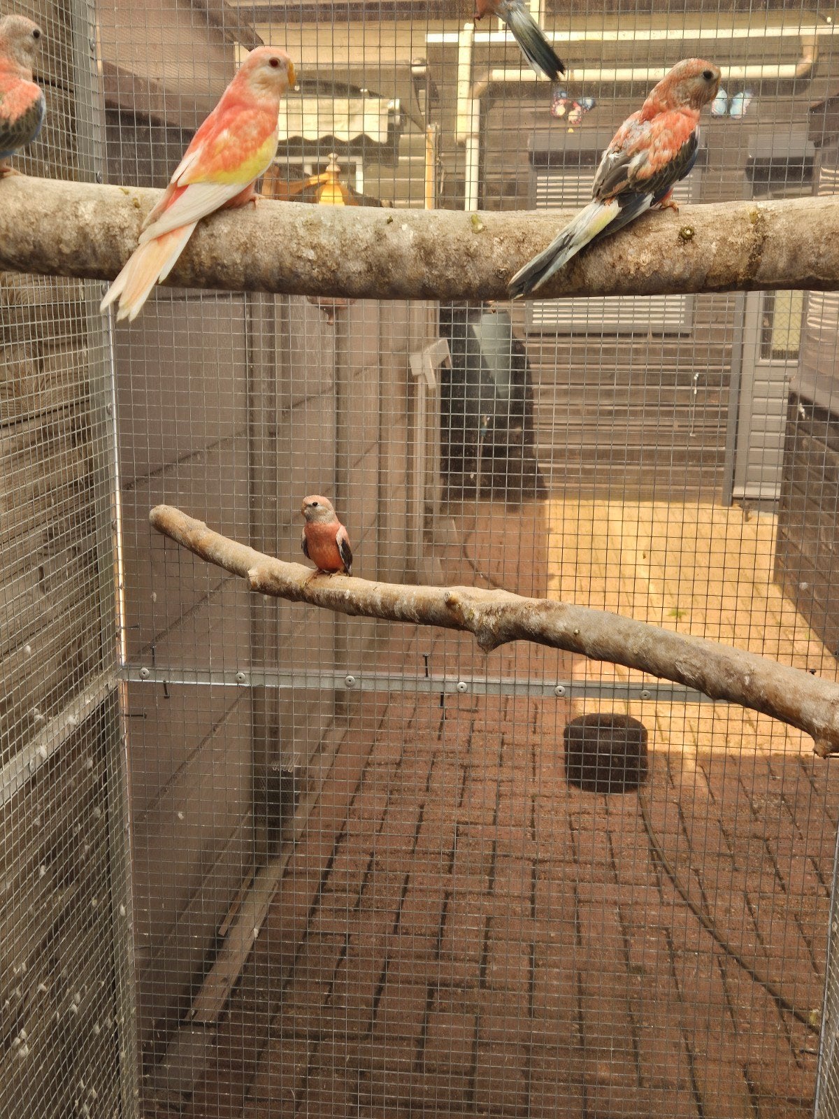 te koop 5 jonge roze bourks.van mei dit jaar