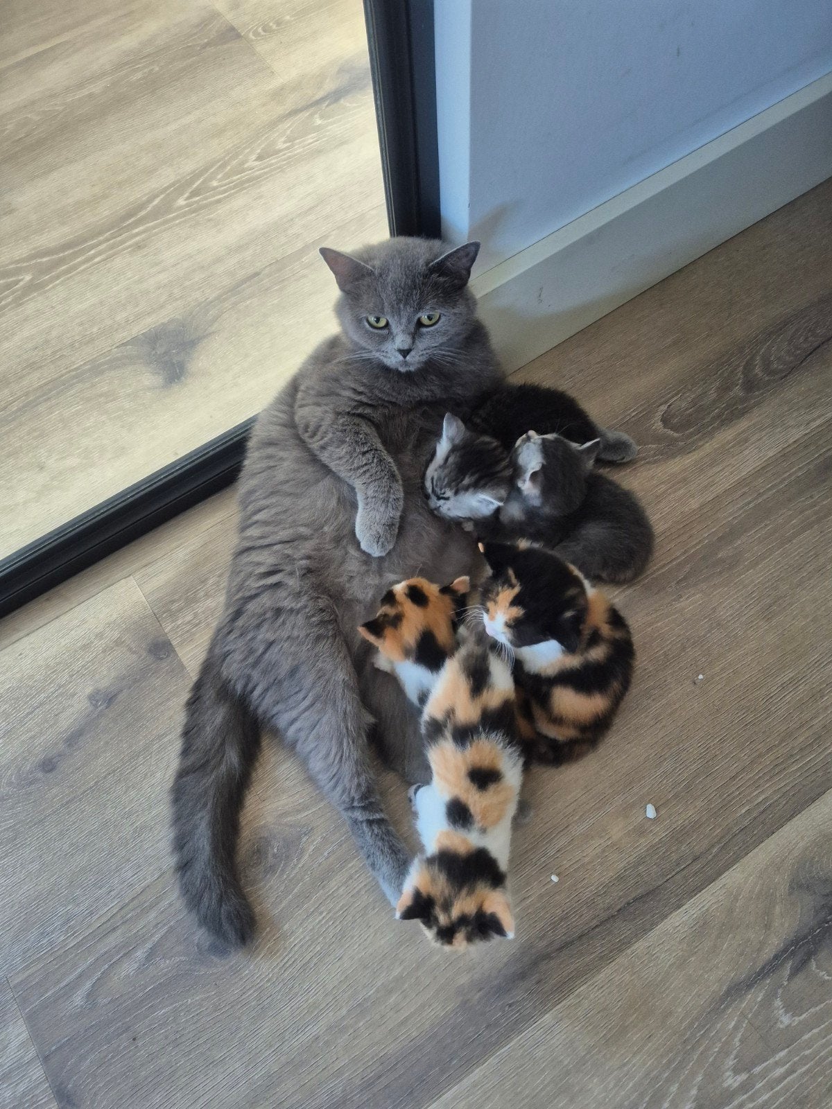 Halve Britse korthaar poesjes, Dieren en Toebehoren, Katten en Kittens | Raskatten | Korthaar, Poes, Ontwormd