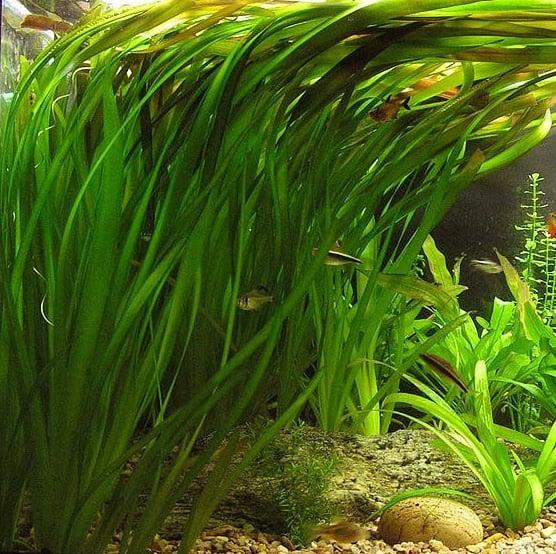 Vallisneria aquarium plant, Ophalen, Zo goed als nieuw, Plant(en), Steen of Hout