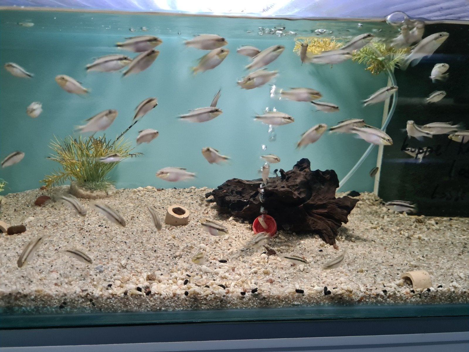Kersenbuik Cichliden, Pelvicachromis Pulcher, Dieren en Toebehoren, Vissen | Aquariumvissen, Vis, Zoetwatervis