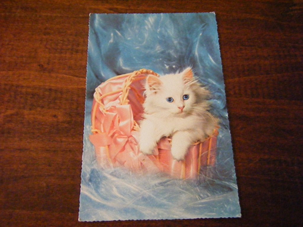 J39 - Kat / Poes - Mand - Mooi/Oud, Ophalen of Verzenden, 1940 tot 1960, Overige thema's