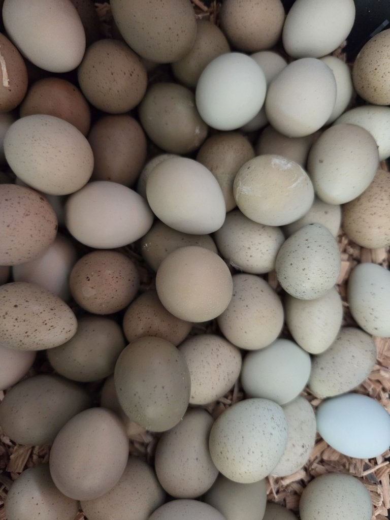 Chinese Dwergkwartel, Meerdere dieren