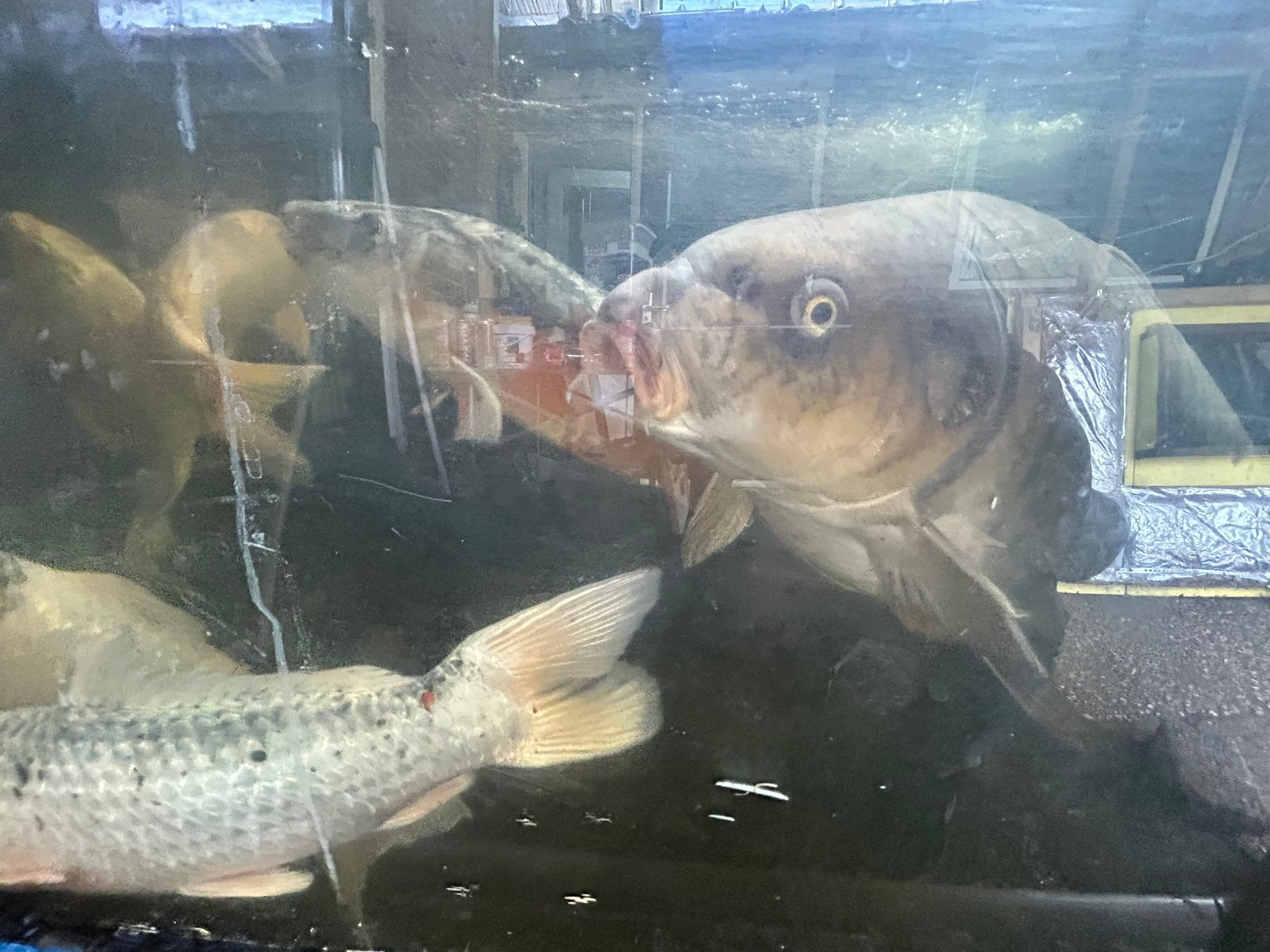 Chagoi koi vermoedelijk vrouw 90+cm, Dieren en Toebehoren, Vissen | Vijvervissen, Karper of Koi