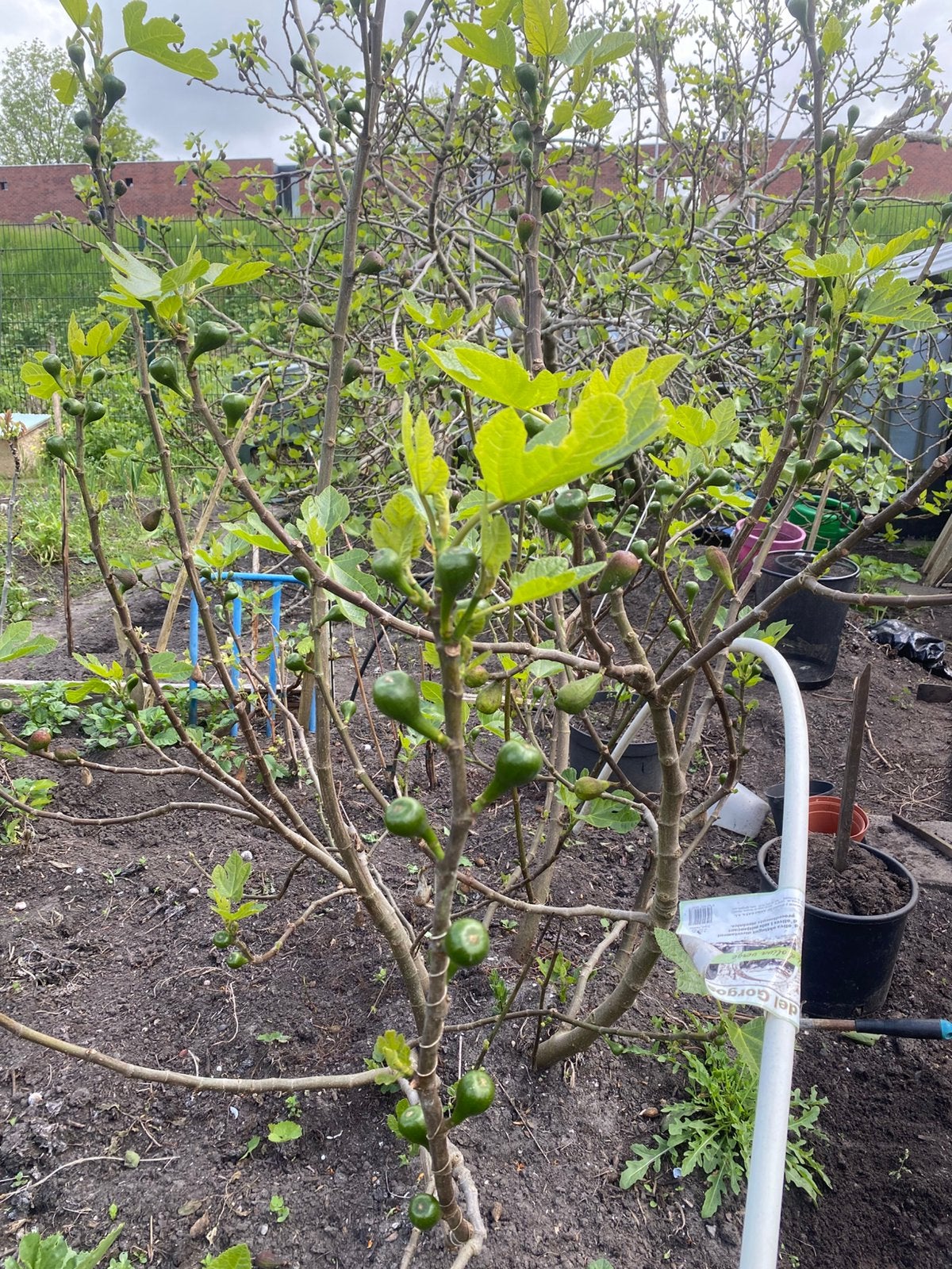 Te  koop. Vijgenboom  planten, Tuin en Terras, Planten | Fruitbomen, Ophalen of Verzenden, 100 tot 250 cm, Vijgenboom