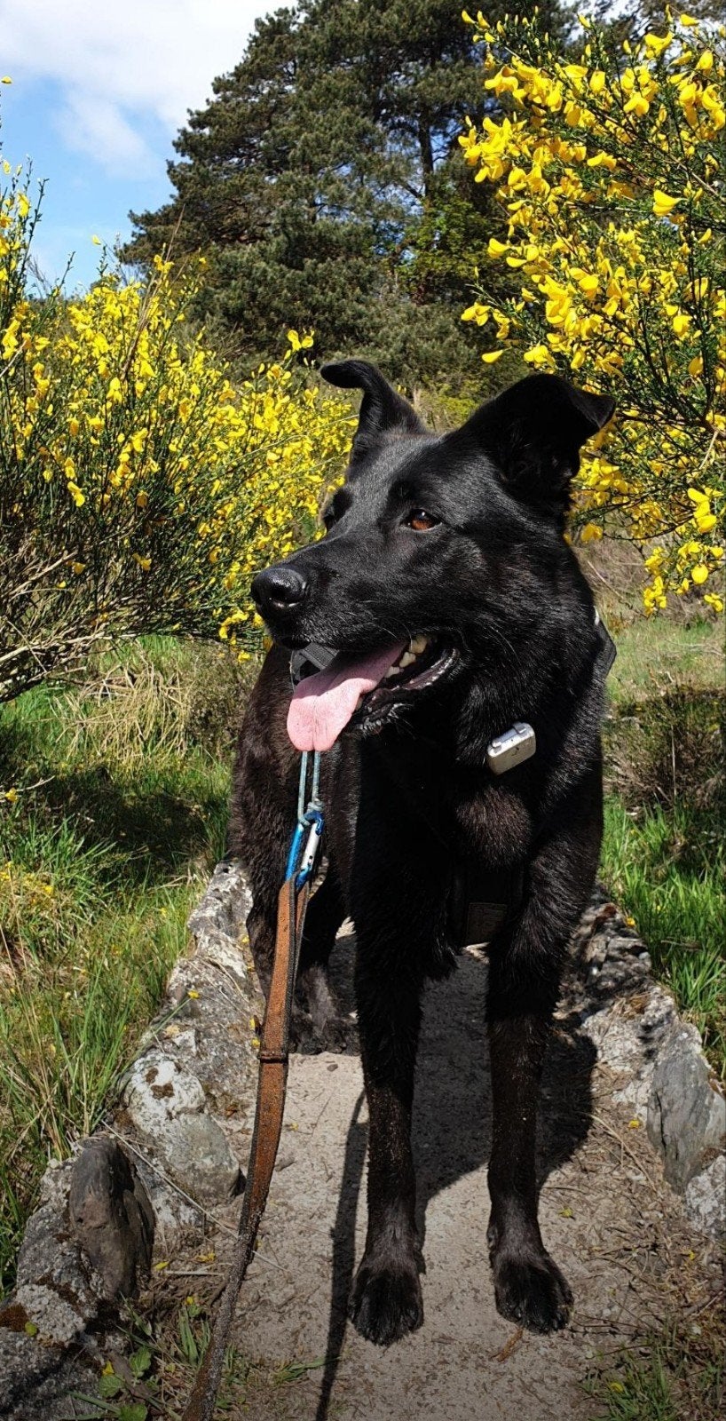 Logeeradres hond gezocht voor vakantieweek in februari 27, Dieren en Toebehoren, 6 jaar of ouder, Reu, Eén hond, CDV (hondenziekte)