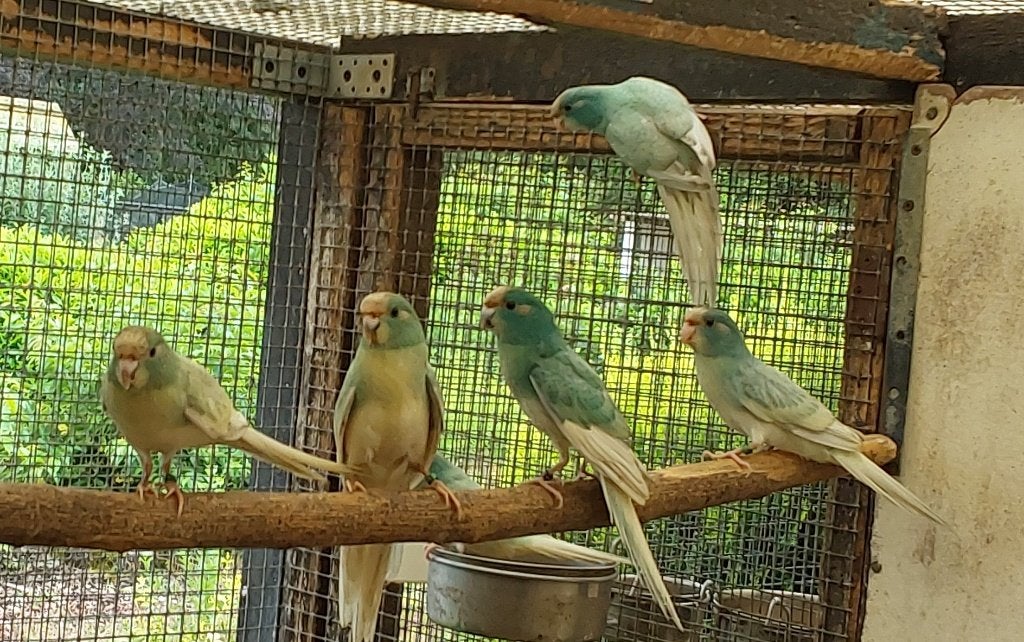 Kakariki en koppel bont/ lutino x lutino strogeel, Dieren en Toebehoren, Vogels | Parkieten en Papegaaien, Meerdere dieren, Parkiet