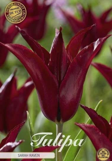 Tulp Lilyflowering 'Sarah Raven' x7 12/+, Ophalen of Verzenden, Najaar, Volle zon, Bloembol