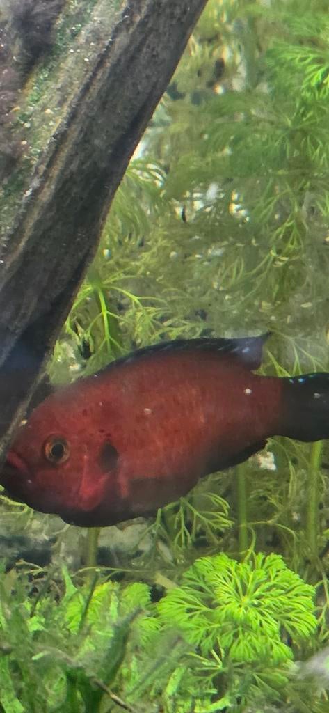 Aquarium vissen allemaal voor 20 euro, Vis