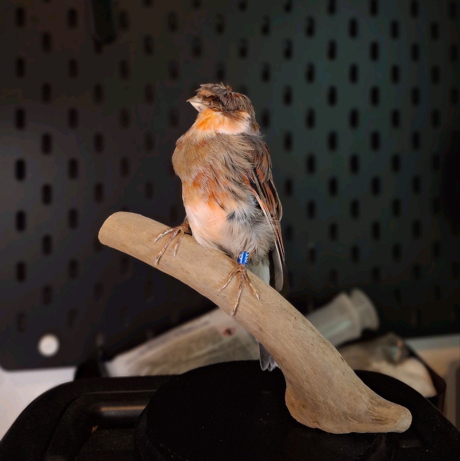 Gloster kanarie taxidermie, Ophalen of Verzenden, Nieuw, Vogel, Opgezet dier