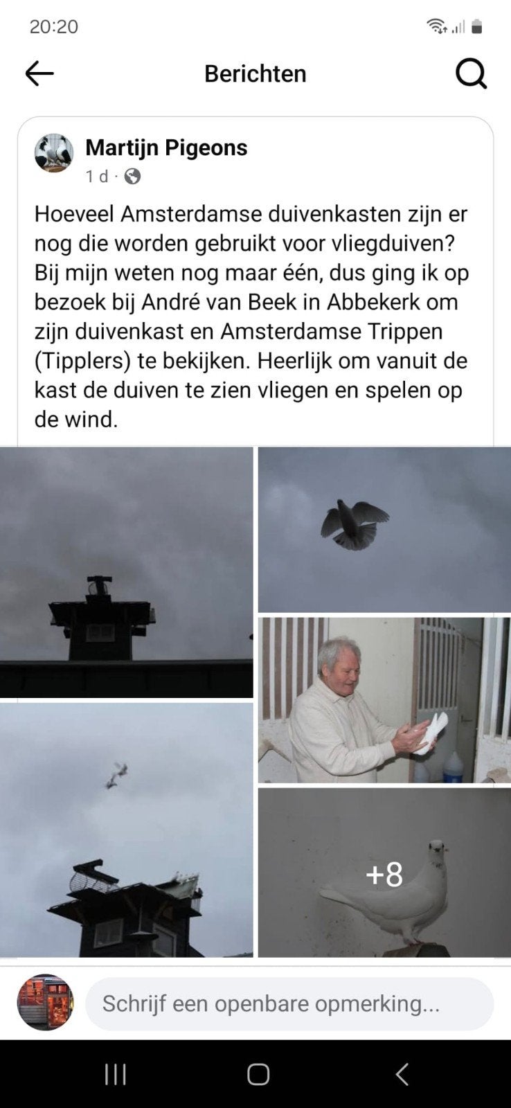 Amsterdamse Tipplers  te koop wit en Ooievaar  kleur, Dieren en Toebehoren, Vogels | Duiven, Meerdere dieren