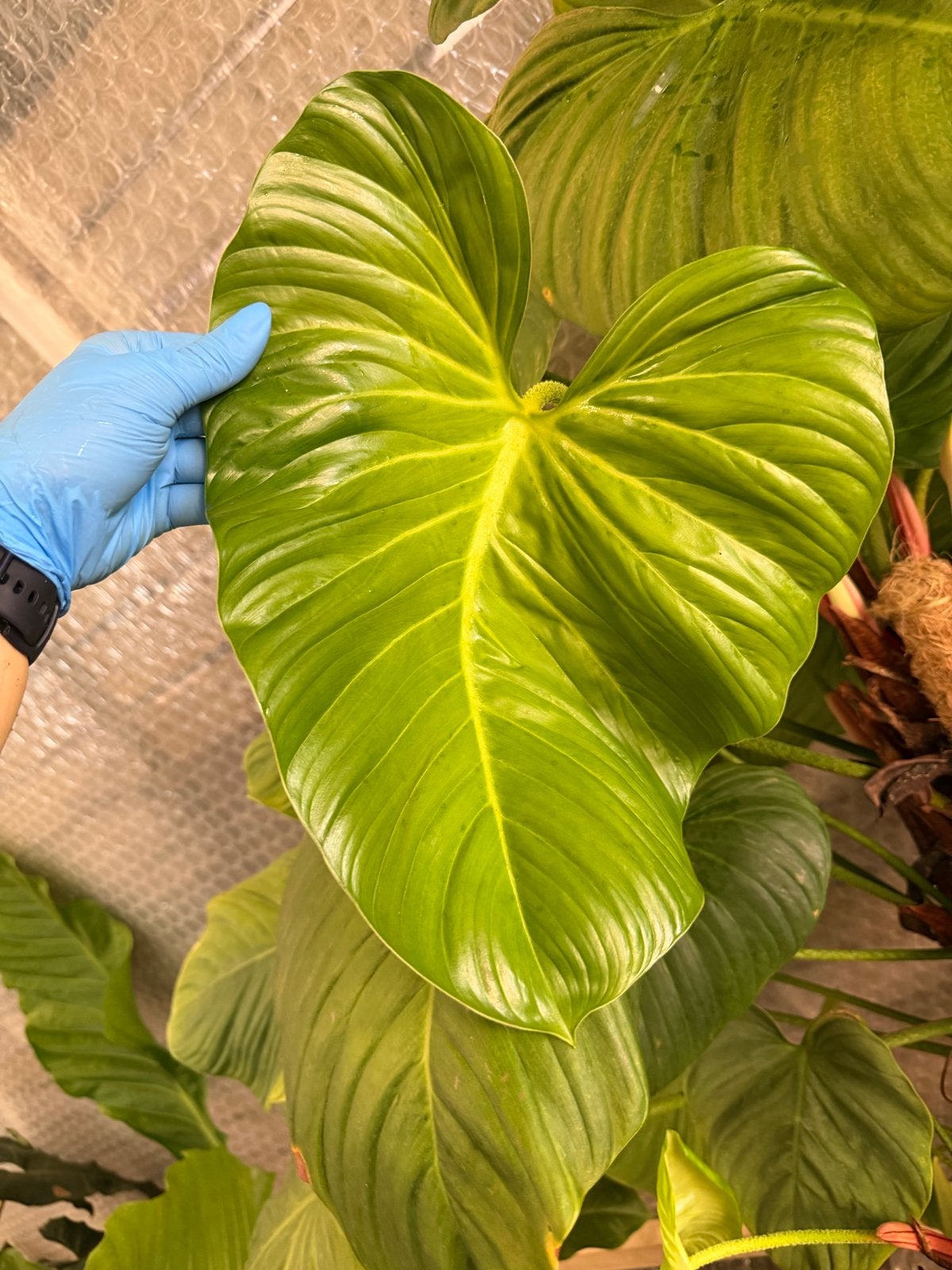 Grote Philodendron McDowell - Prachtige Kamerplant, Ophalen, 100 tot 150 cm, Overige soorten, Halfschaduw