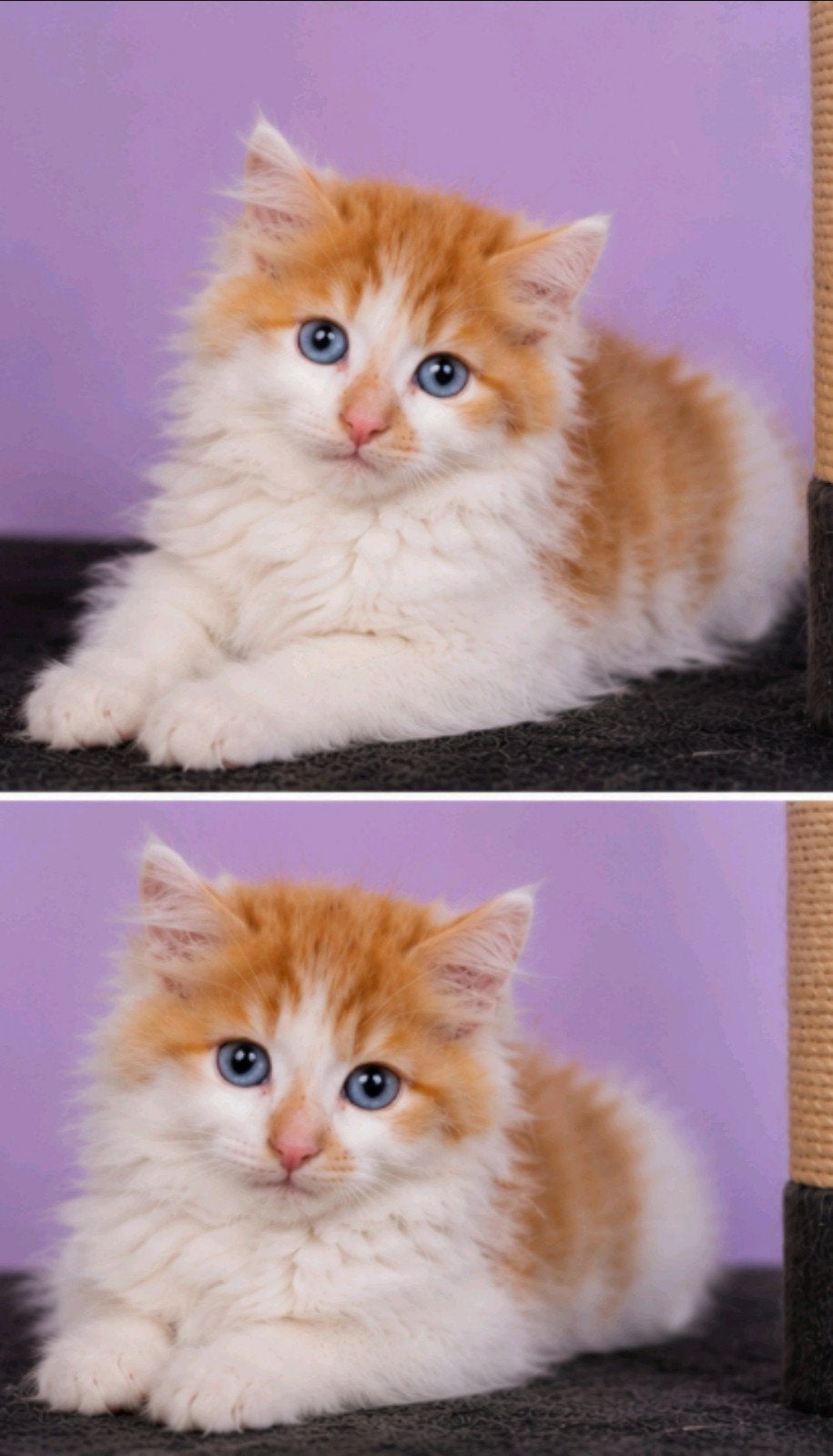 Beige poesje en rood wit langharig poesje, half Siberisch, Dieren en Toebehoren, Meerdere dieren, Langharig, 0 tot 2 jaar