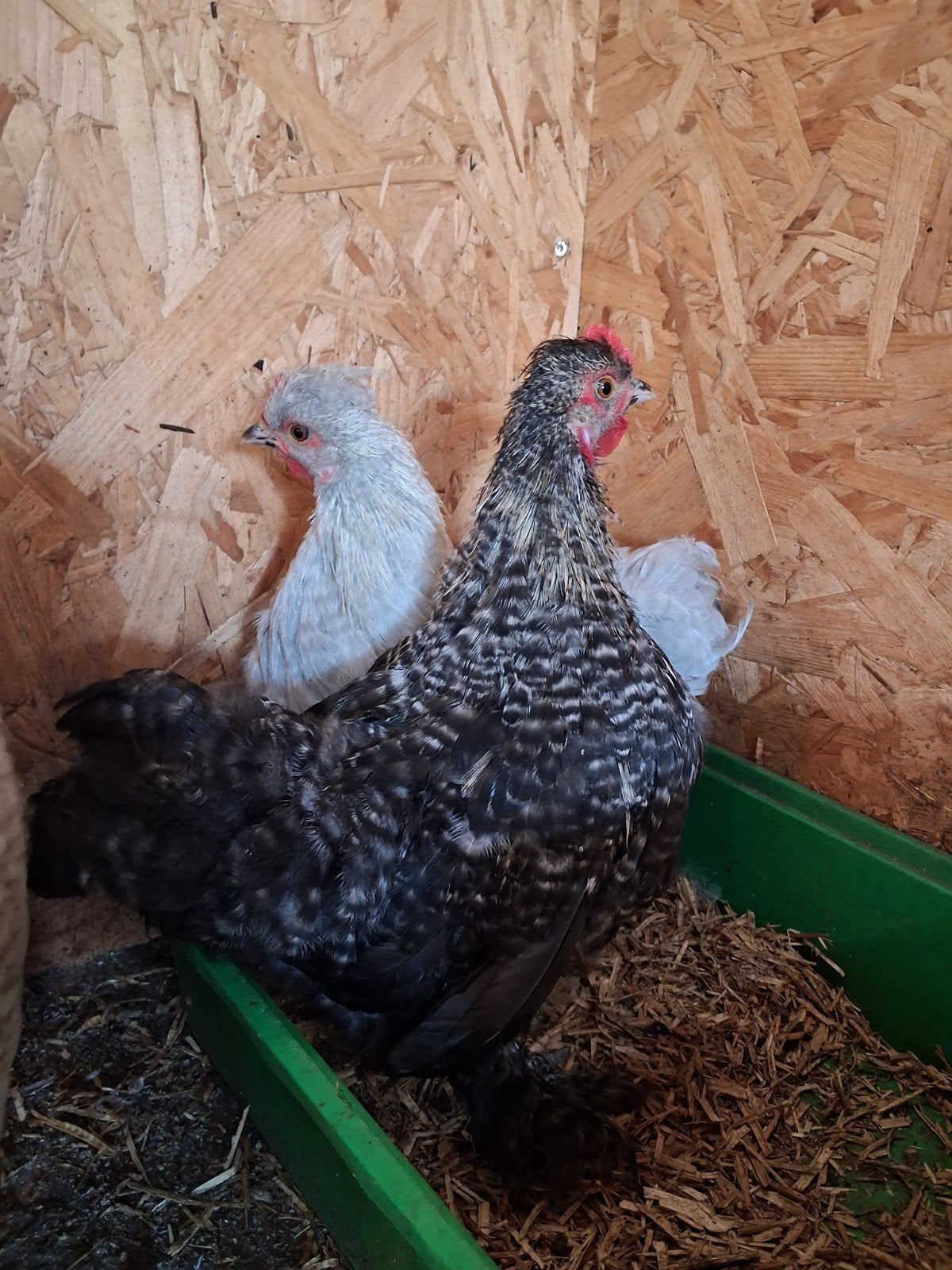 Mooie jonge kruising cochin/zijdehoen haan., Dieren en Toebehoren, Pluimvee, Mannelijk, Kip