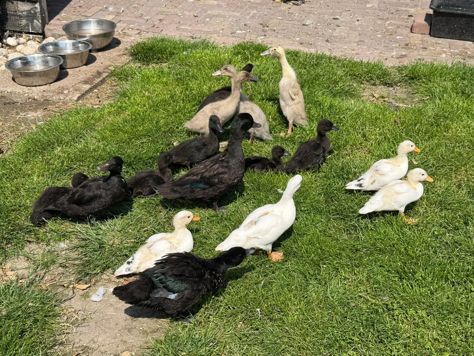 Hollandse kwakers zwart en wit, Meerdere dieren, Eend