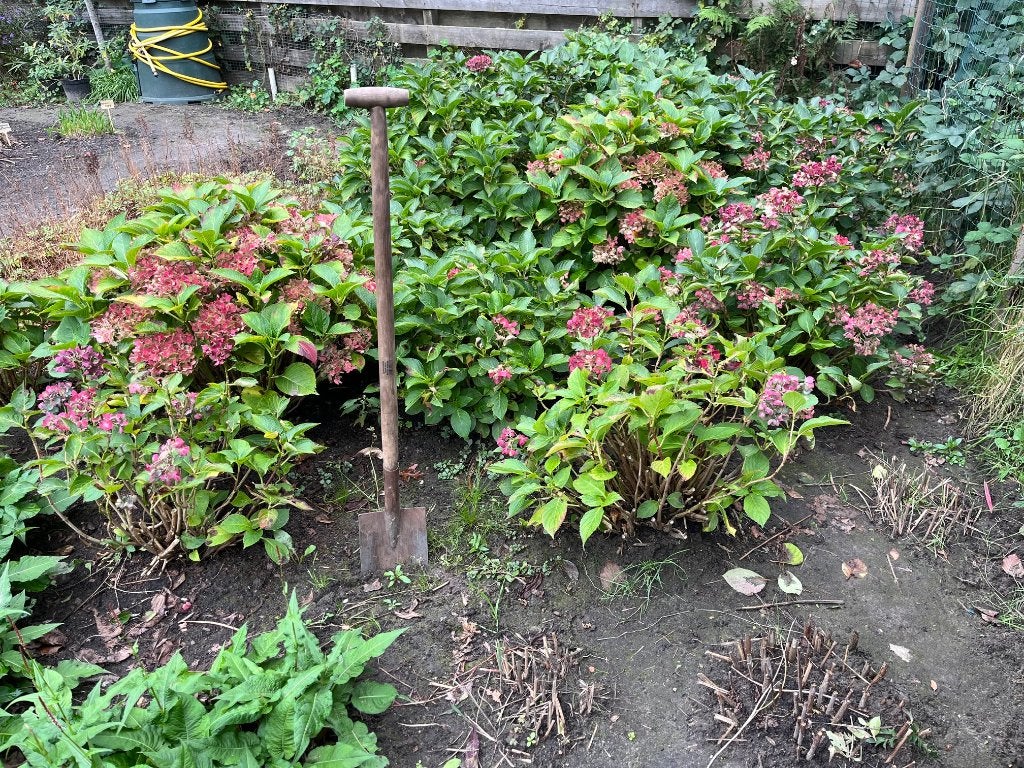 Hortensia's, Tuin en Terras, Overige soorten, Vaste plant, Ophalen of Verzenden, Halfschaduw