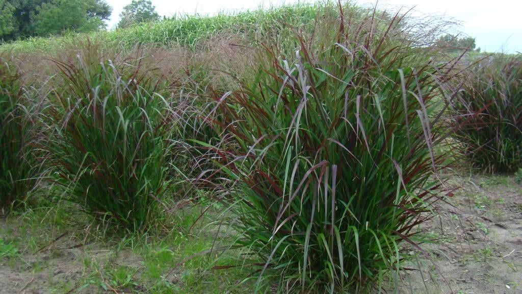 heel veel planten op de kwekerij zijn te koop, Ophalen, Halfschaduw