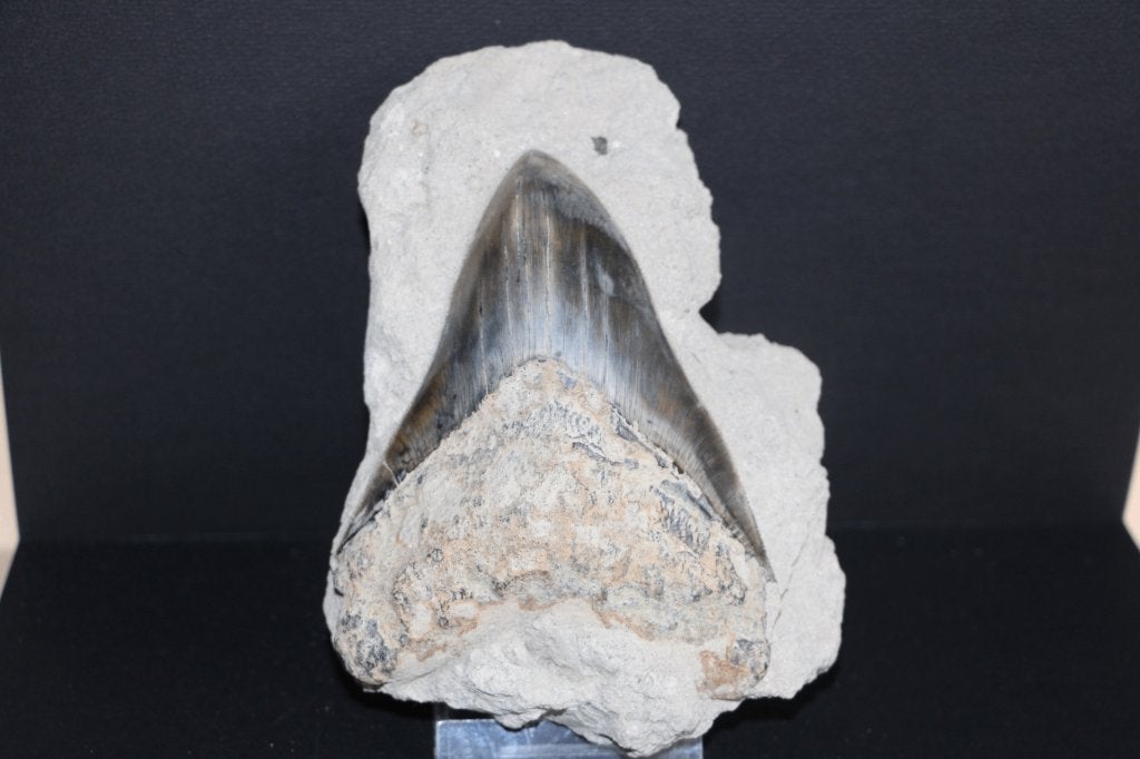 Megalodon in matrix, Verzamelen, Mineralen en Fossielen, Fossiel, Ophalen of Verzenden