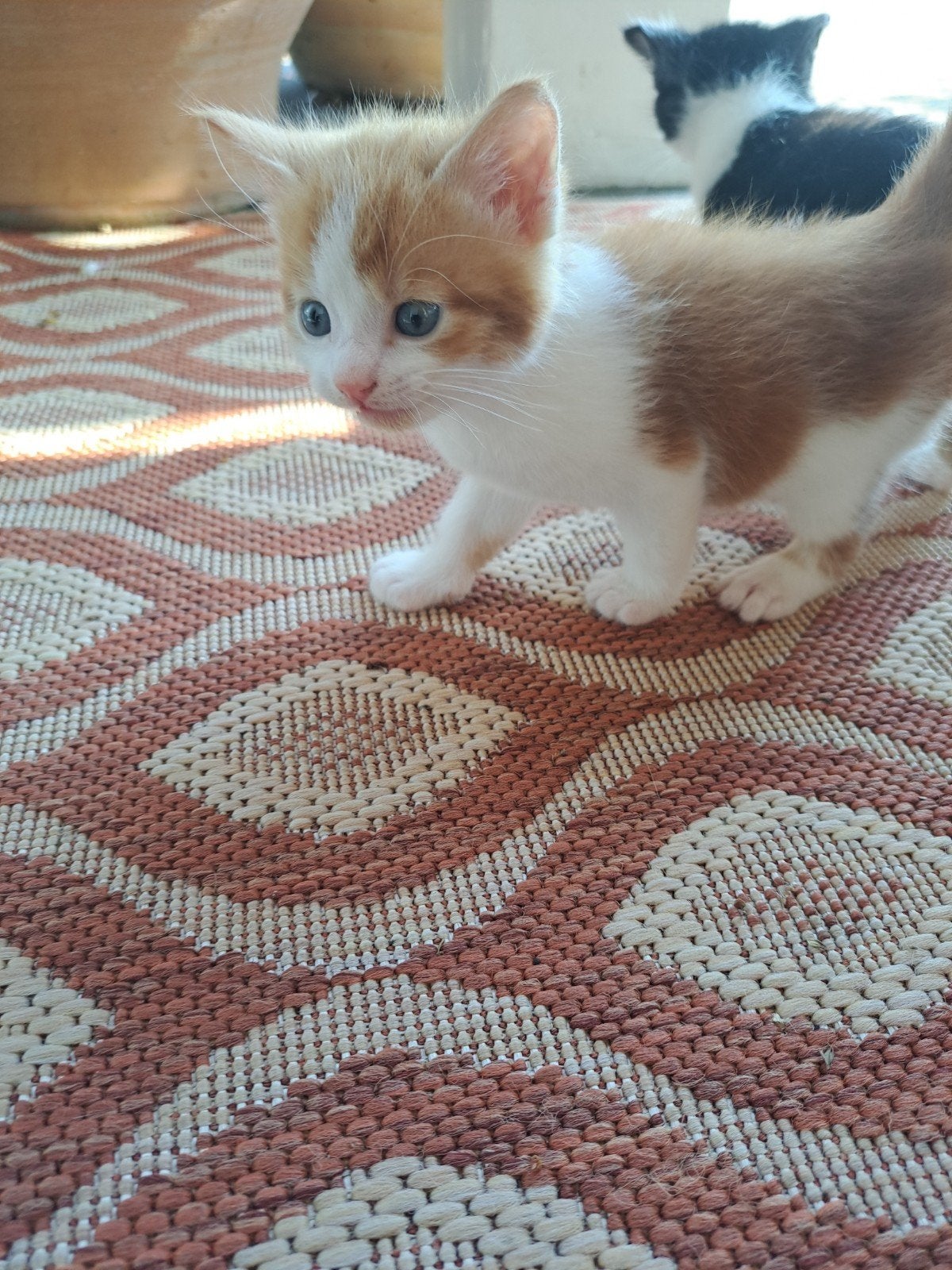7 kittens fluffy, Meerdere dieren