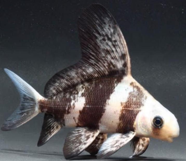 Chinese Wimpelkarper - Myxocyprinus asiaticus - Koidreams, Vis, Zoetwatervis