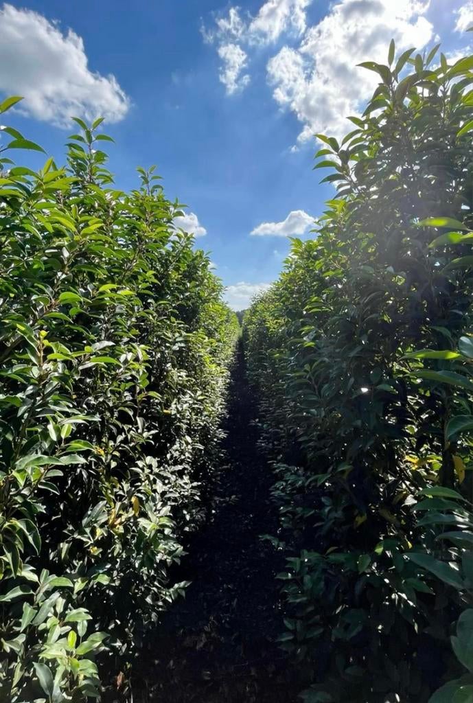 Portugese laurier haagplanten in maten uit eigen kwekerij, Ophalen of Verzenden, Laurier, 100 tot 250 cm