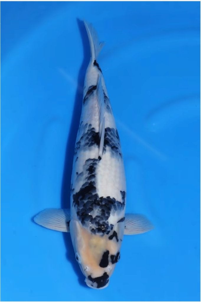 HQ++ Shiro Utsuri met 60 Omosako, Karper of Koi