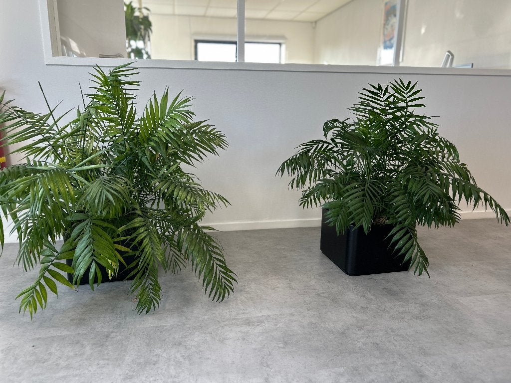 Twee Areca palmen in zwarte potten, Ophalen, Palm, Halfschaduw, In pot