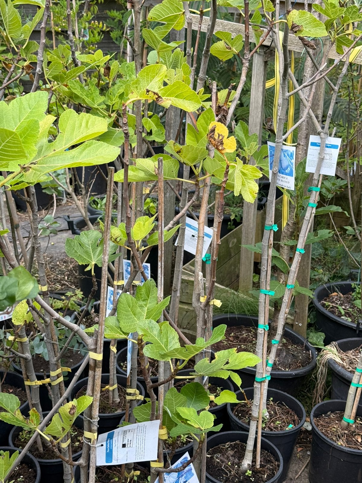 Vijgenboompjes potgekweek paar 100cm derest 125/150 1 soort, Ophalen, In pot, Vijgenboom, 100 tot 250 cm
