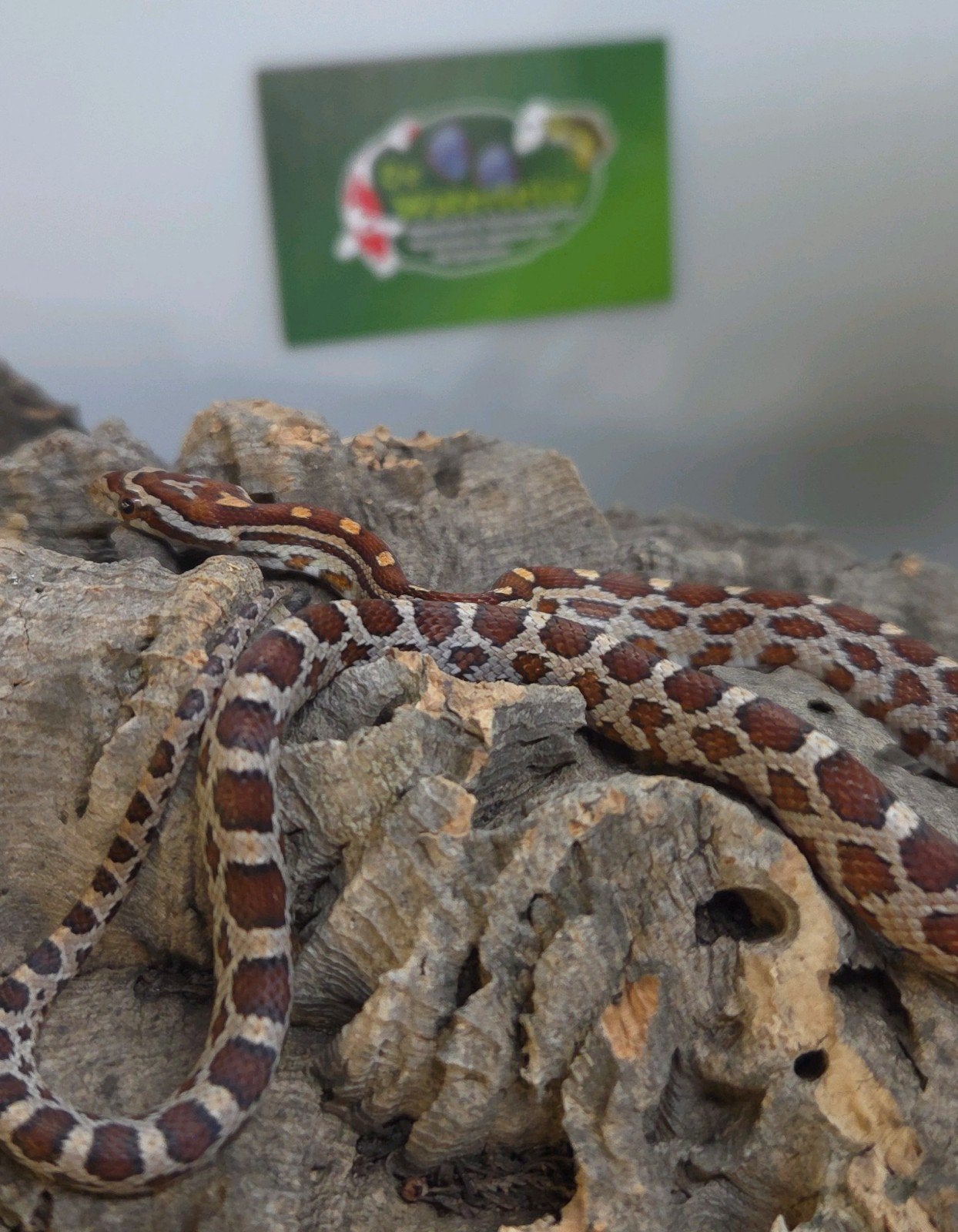 Rattenslang Rat Snake - unknown for sale from De Waterlelie BV