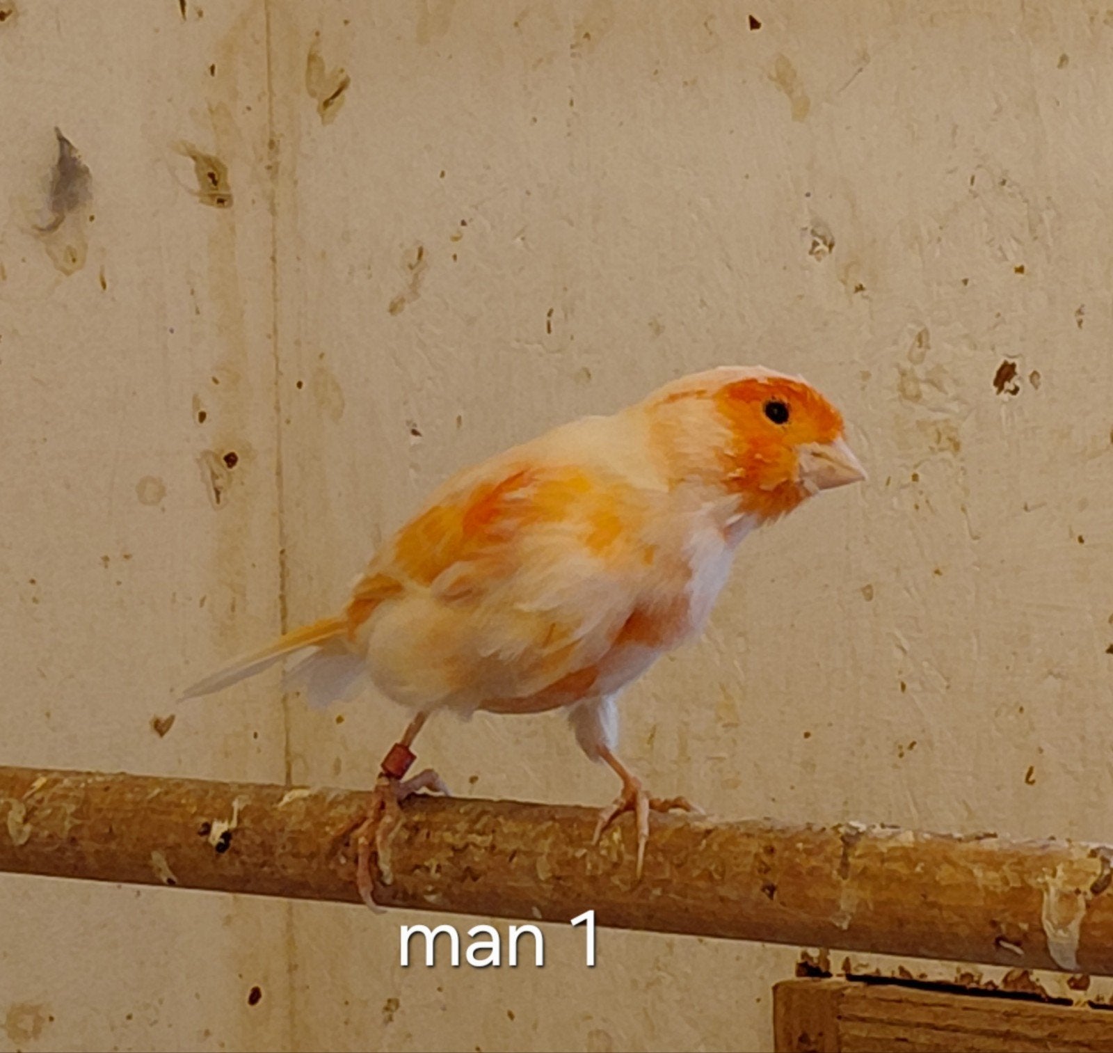 kanaries harlekijnen, Meerdere dieren, Kleurkanarie