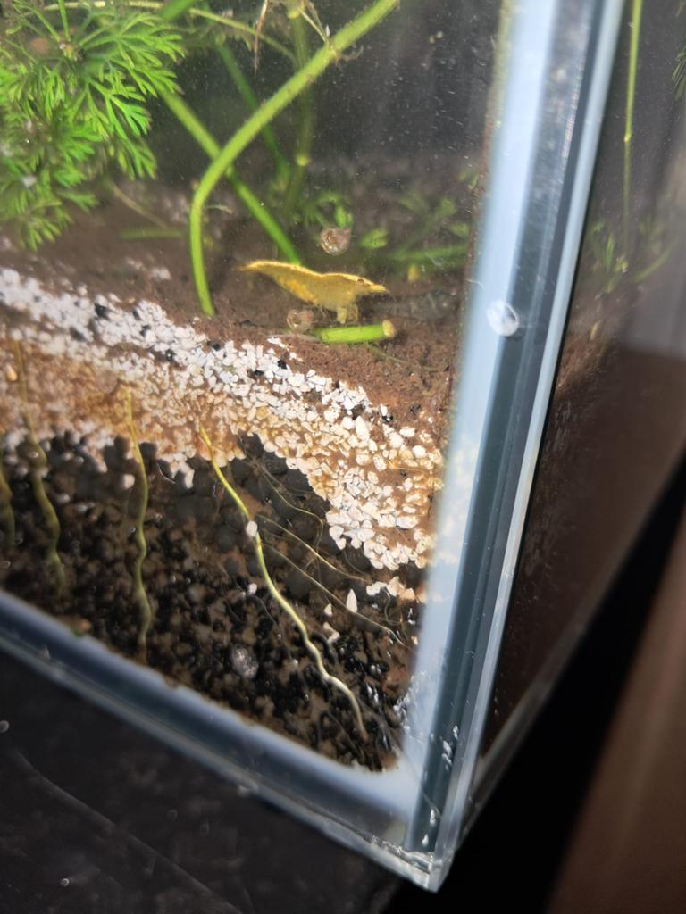 Garnalen neocaridina, Kreeft, Krab of Garnaal