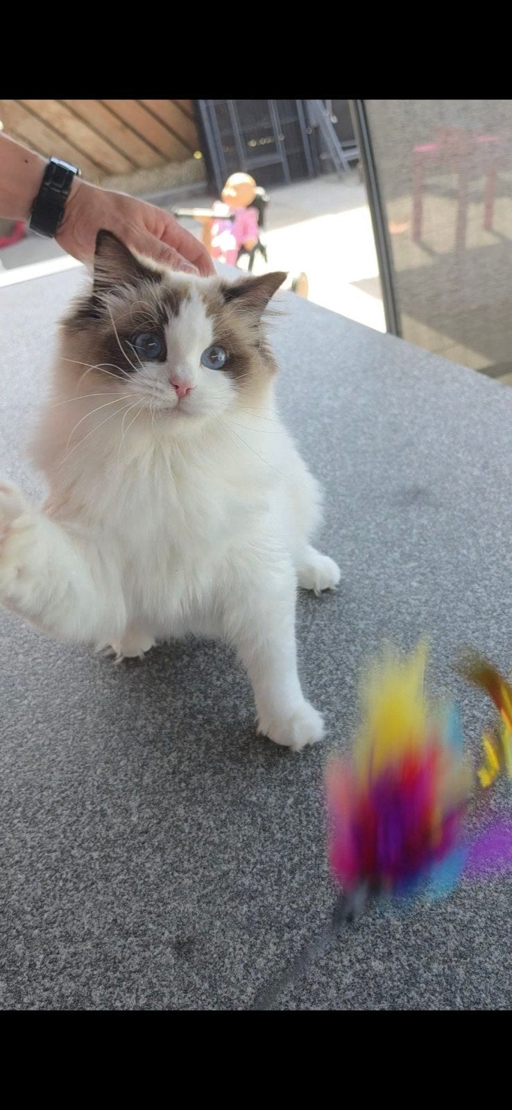 Zeer mooie en lieve ragdoll (Fok) poes met stamboom, Poes, Met stamboom