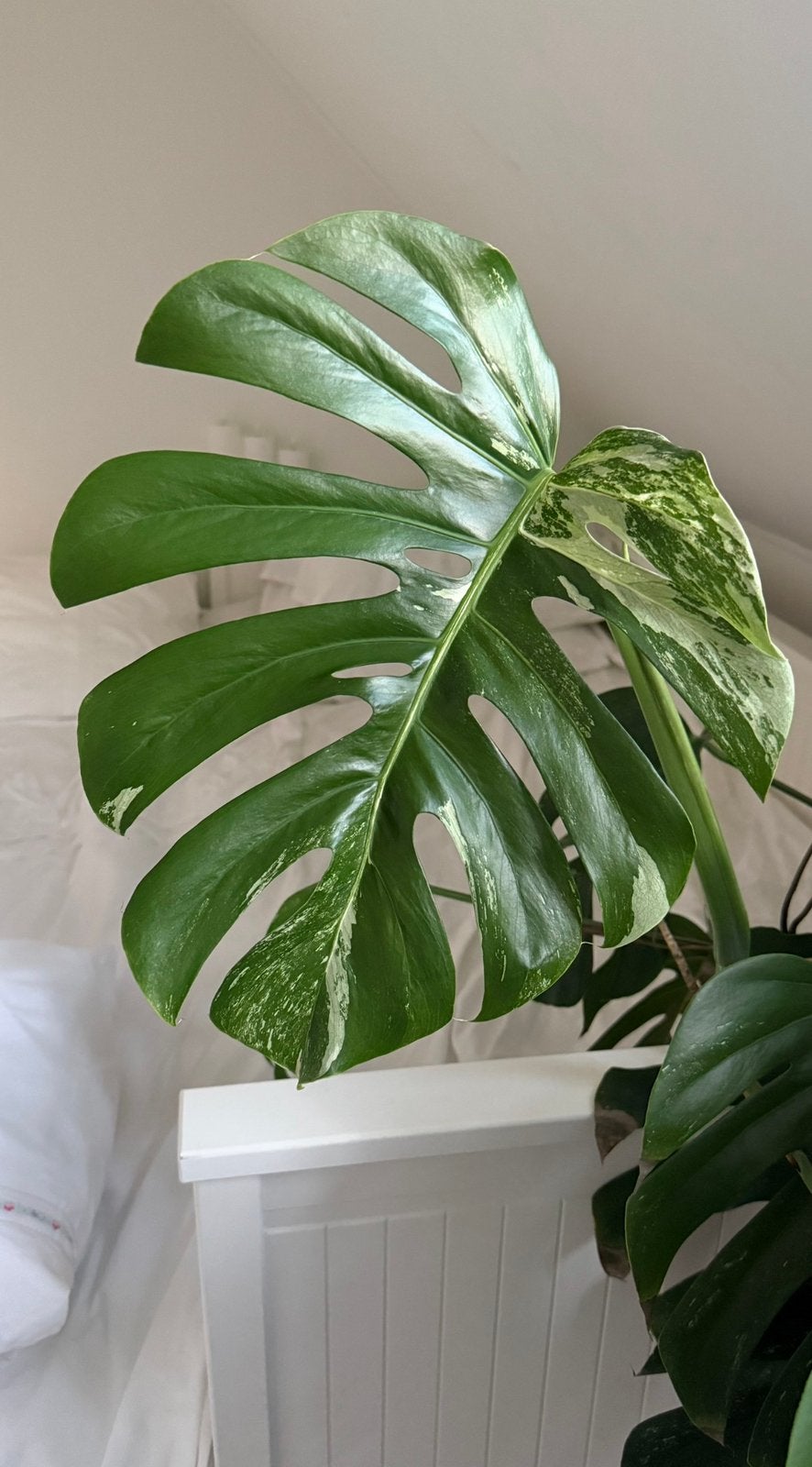 Monstera Albo - plant, Huis en Inrichting, Kamerplanten, Ophalen of Verzenden, Halfschaduw, Minder dan 100 cm