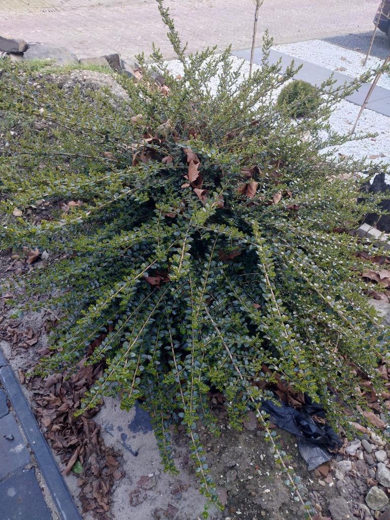 Gratis struik, Tuin en Terras, Ophalen, Overige soorten, 100 tot 250 cm