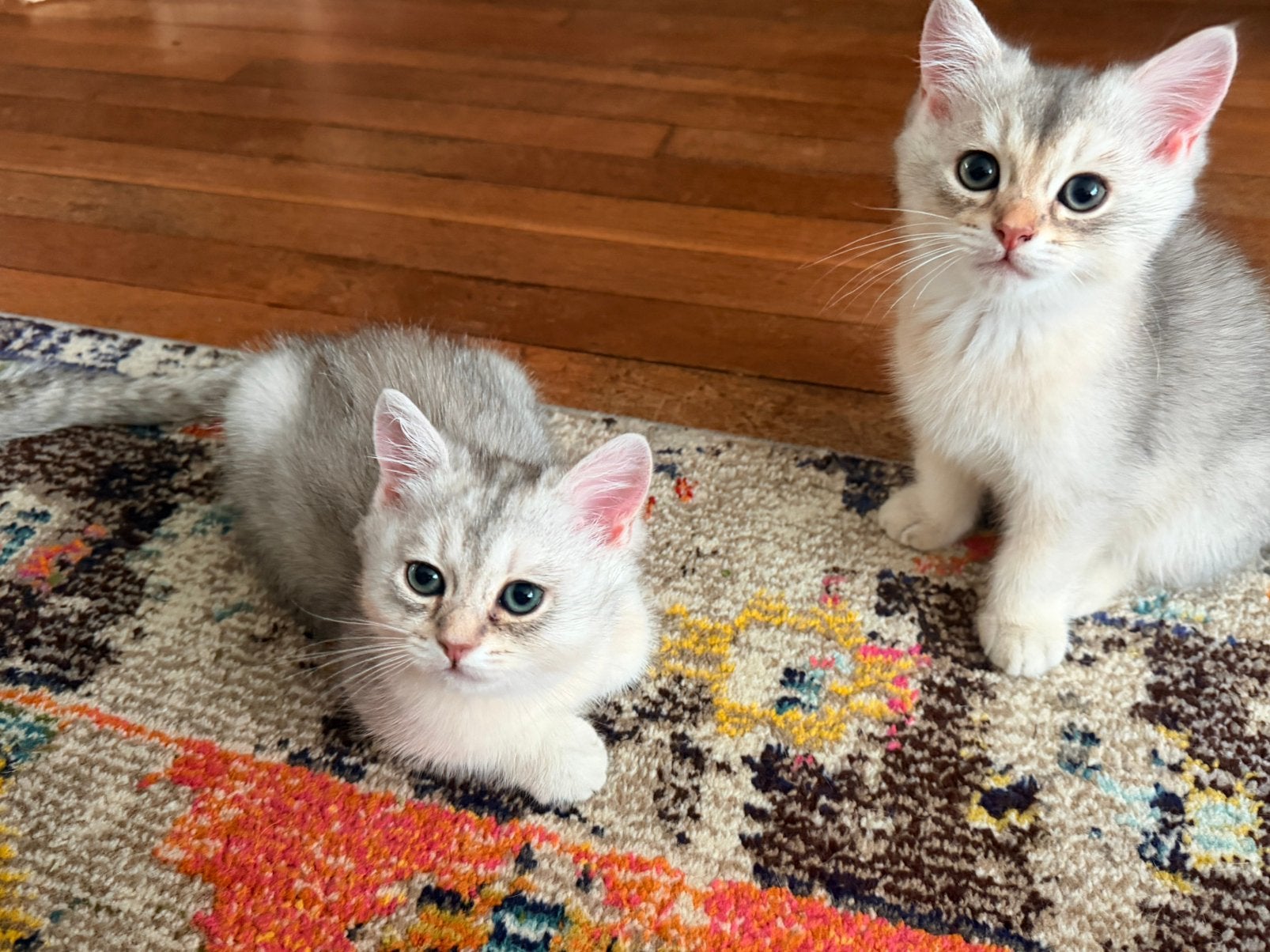 Prachtige Britse Korthaar & Longhair kittens ., Dieren en Toebehoren, Kater, Ontwormd